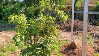 Couple of things to remember when planting a tree