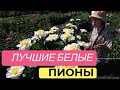 Любимые белые пионы Ворошиловой А.Б. / Сад Ворошиловой