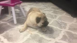 Pug Mukbang