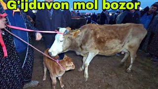 : Siz uchun maxsus Gijduvon mol bozori ona bola sigirlar narxlari 5  2025.