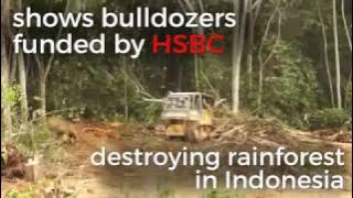 HSBC: caught funding forest destruction