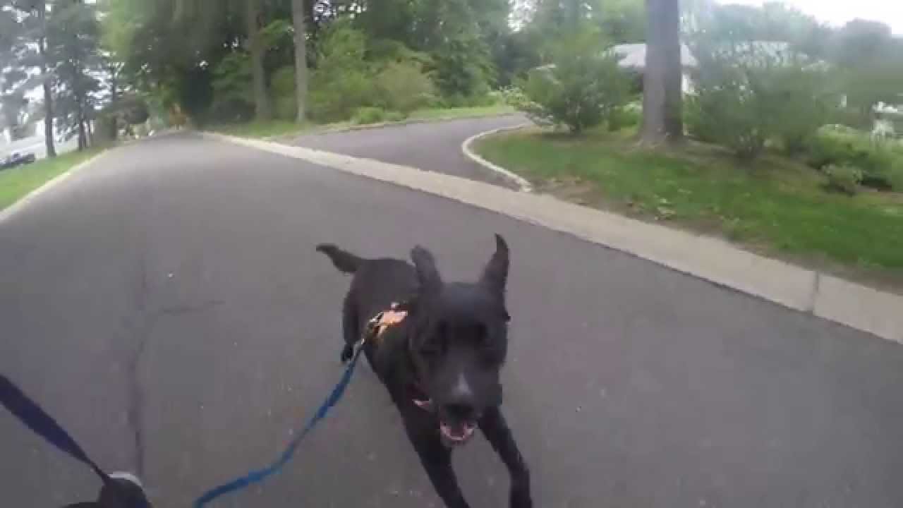 puppy paradise A Walk with Emmitt GoPro HD