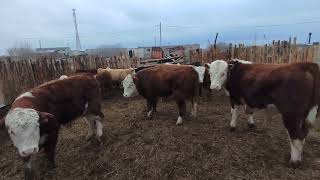 быки на доращивание 30 голов#89195848996#средний вес 350 кг#цена 250 руб.кг живого веса #воздух мимо