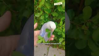 Kenapa Lovebird Menaruh Potongan Kertas di Ekor? Fakta Unik yang Jarang Diketahui!