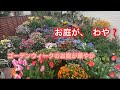【ゴールデンウィークのお庭】ますます華やかなお庭【ベンチプランターに寄せ植え】簡単でお洒落ホワイト寄せ植え