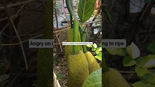organic jackfruit takes much time to ripe ,but so tasty #viralshort #farming#ytshorts