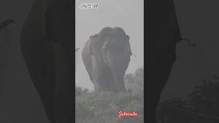 wild elephants #elephant #animallife #animals #wildlife #travel #safari #shorts #wildelephant #viral
