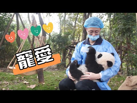 《熊貓早晚安》下輩子一定要當一名熊貓飼養員 | iPanda熊貓頻道