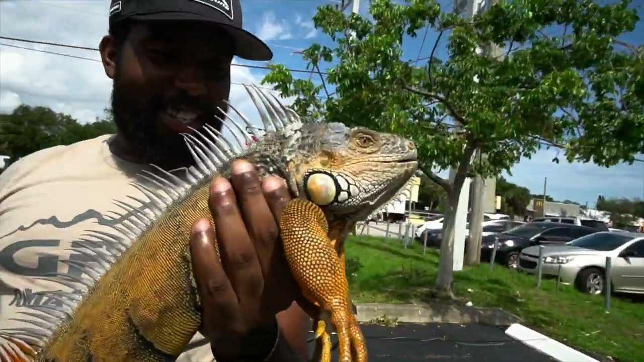 Catching Mega iguanas with iguana Ninja! Iguana hunting in South Florida !
