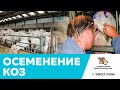 Осеменение коз на крупных и мелких фермах