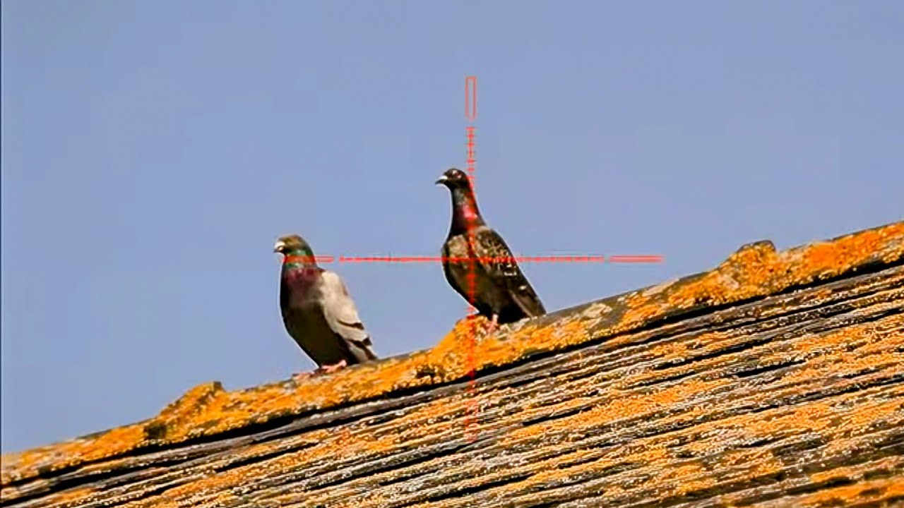 Feral Pigeon Shooting with Air Rifles YouTube