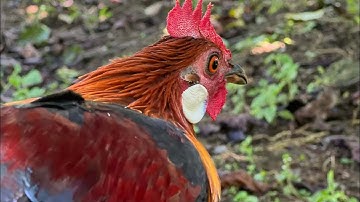 Bẫy gà rừng hay mới nhất. bổi già một chân về đá mồi