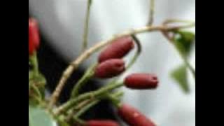 MUNGAKESHA KISIMANI - SWAHILI TARAAB SONG