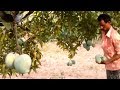 Farm Fresh Mangos Ripe On The Tree | How to Cut Raw Mango | Mango Tree | Village Life in Nature