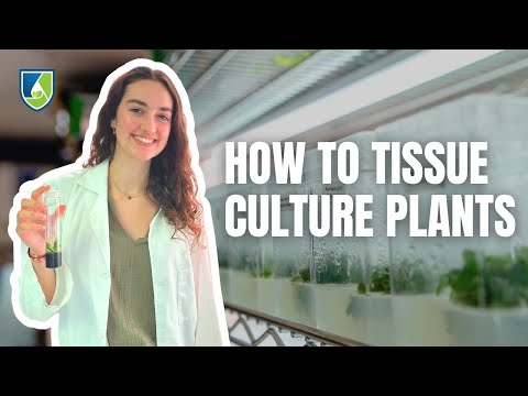How to Tissue