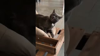 Cat Has a Sneezing Malfunction