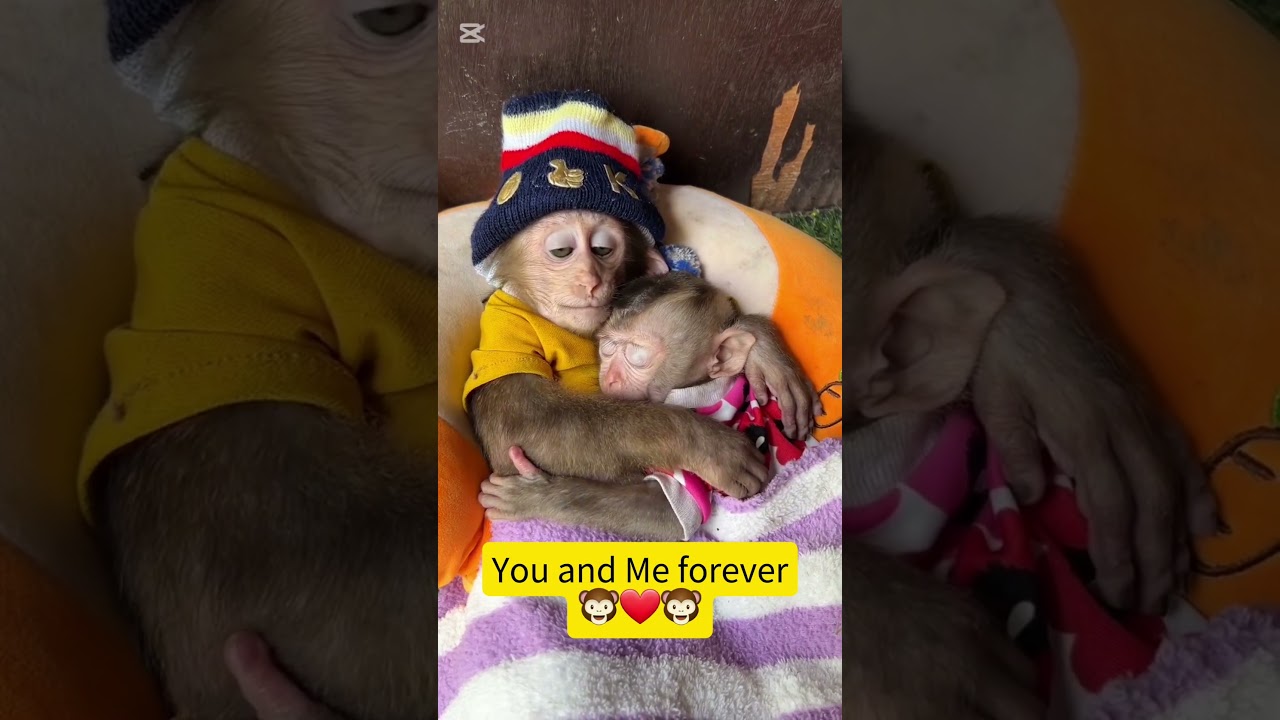You and Me Forever 🐵❤🐵