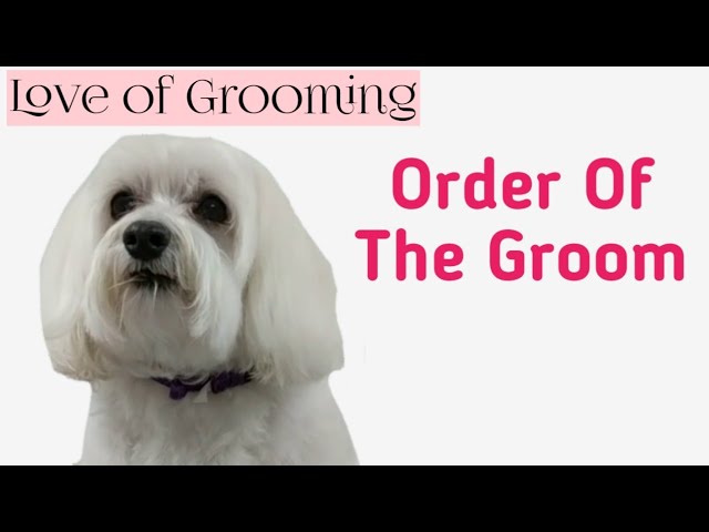 steps to grooming a dog