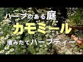 【ジャーマンカモミール】リラックス効果/育てやすいハーブ/植物療法