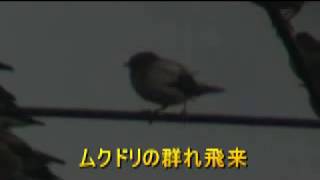 ムクドリの群れ飛来