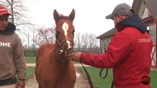 Unnamed C, California Chrome--Alexis Tangier 18 - April 2018 Update