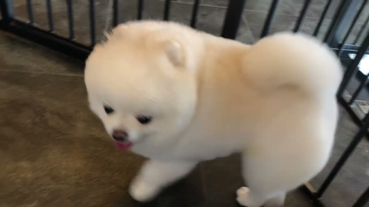ハリーちゃんと遊ぶ♪ - YouTube