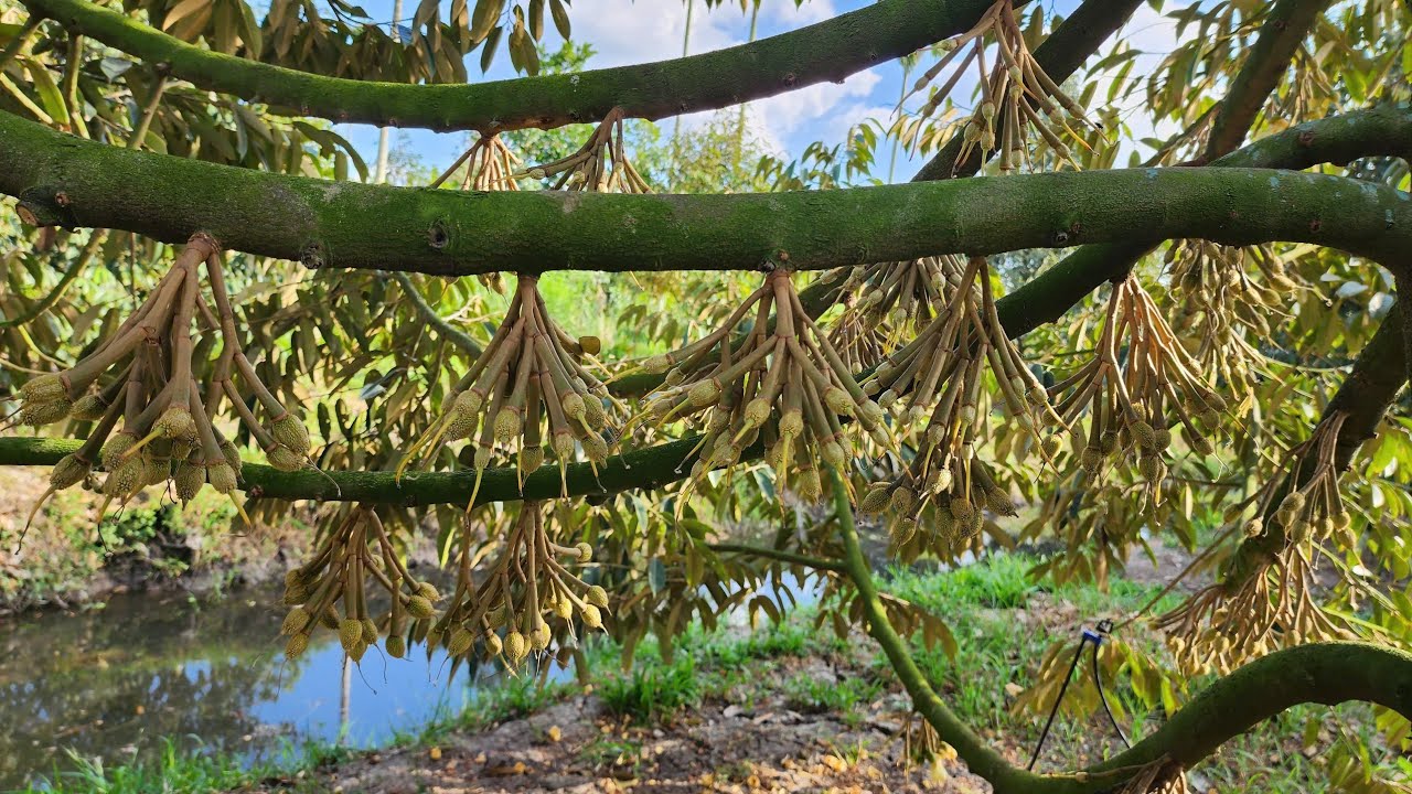 Công Thúc Phun Đậu Trái và Cách Tưới Nước Cho Sầu Riêng Đậu Nhiều Trái