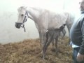 UNHAPPY MOTHER & FOAL APR10.MOV