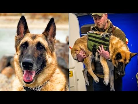 Видео: Как да обучим кучето си да отиде в Мат