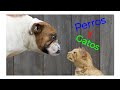 🔴🌞🟢 Videos GRACIOSOS de GATOS y PERROS 2021 #2 🐺🦊🐈🐩🦝🦋