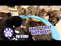 Happy First Birthday To The Kittens! Charcuterie Board For Cats - S6 E180