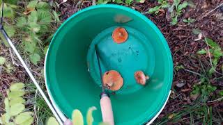 Kanlica Avciliğimiz Güzel Deçti̇