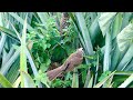 Mother Bird Secretly Build a Nest Among Pineapple Plants (1) – Bulbul Feeding Babies E121