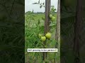 These Tomatoes Are Almost Ready 🍅