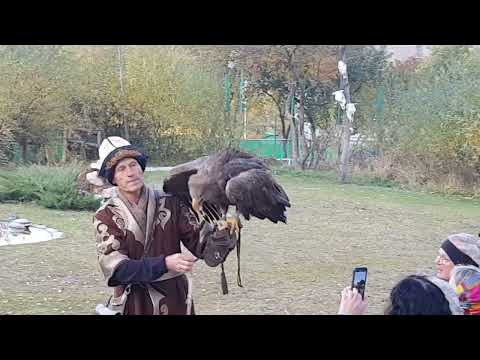 A show with White-tailed sea eagle