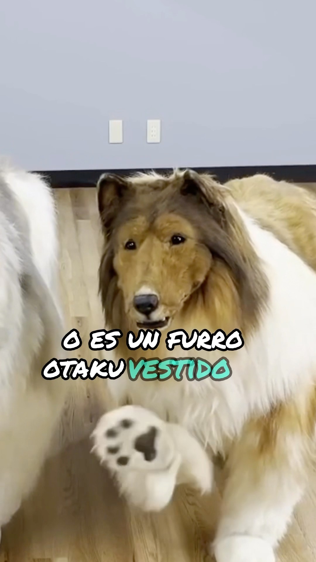 Consomé panchi chino #nadiepuedequererloquenoconoce #humor