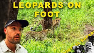 Leopards, Lions… and Fogged Lenses | Virtual Safari #307