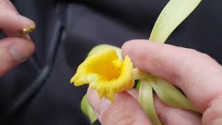 Vanilla Orchid Pollination