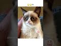 Baarish aur pyaar...🤧 #cat #catmemes #viralmemes #funny #comedy #trendingmemes #shorts