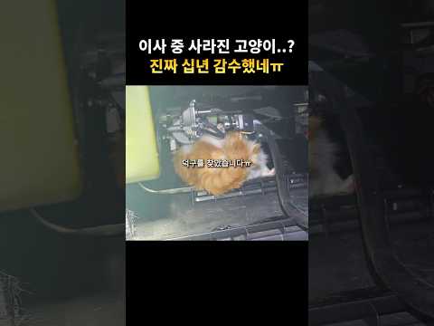 이사하던 중 사라진 고양이