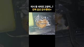 이사하던 중 사라진 고양이