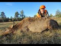 Colorado elk hunt   an elk hunt of a lifetime