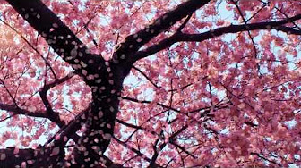 Animated Wallpapers - YouTube