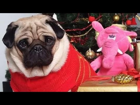ASMR/A pug's letter to Santa /poem/letter reading