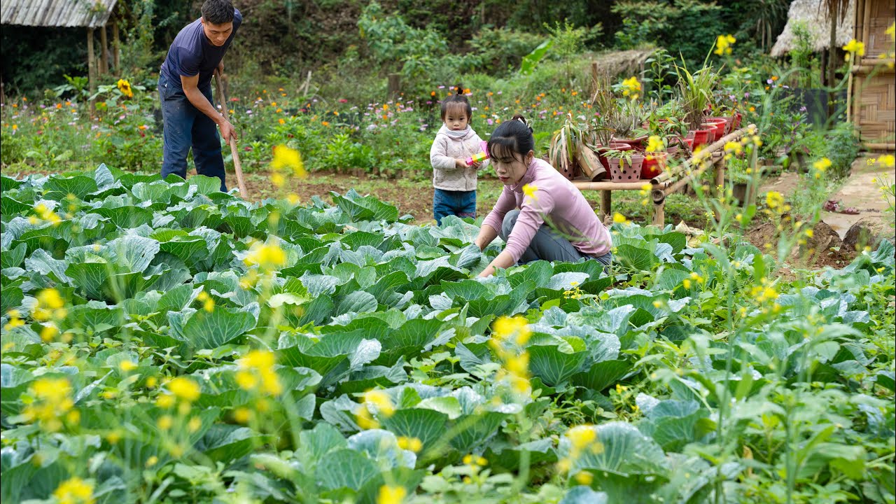 Building Bamboo Huts and Fish Ponds, Gardening, Harvesting, Cooking | Daily Farm Life in Vietnam
