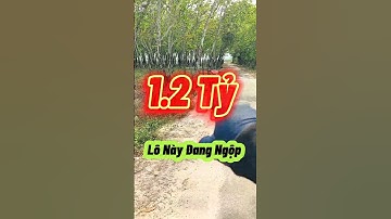 Đất Dầu Tiếng I  Lô này đẹp  mà ngộp 10 × 80 ( Tc 100 ) Giá rẻ #datdautieng