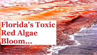 Red Tide Alert: Toxic Algae Karenia Brevis Causes Concerns for Public Health in Florida