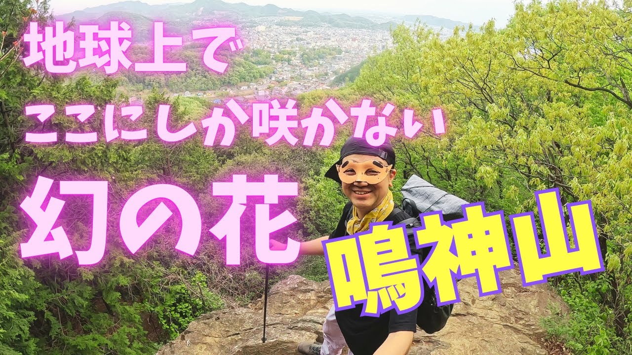 211【鳴神山】世界でこの山にしか咲かない花!夢のような極上トレイル