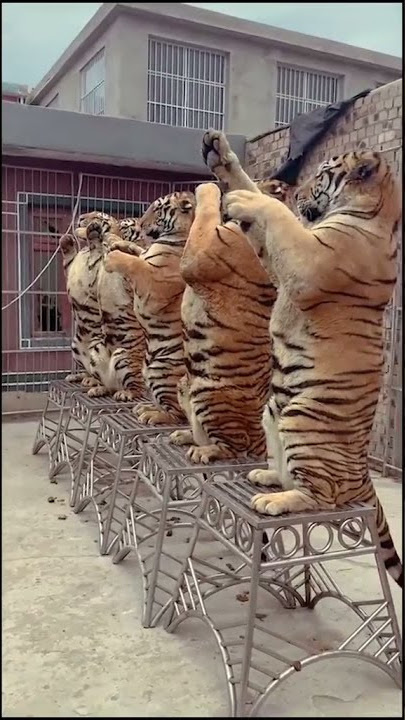 detik detik harimau sumatera mengaum. efek suara harimau free copyright #Shorts #stories