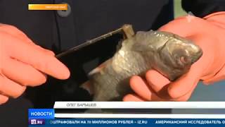 Загрязнение водоёмов в РФ привело к массовому поражению рыбы солитером